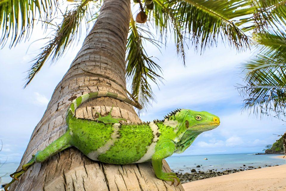 Iguanas traveled 5,000 miles from North America to Fiji
