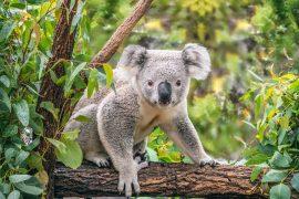 2025/03/Koalas-immunity.jpg