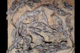 2025/03/Triassic-fossils.jpg