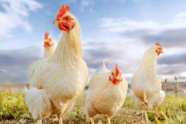 2025/03/National-Poultry-Day.jpg