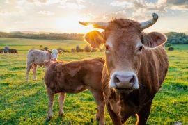2025/03/Heat-dairy.jpg