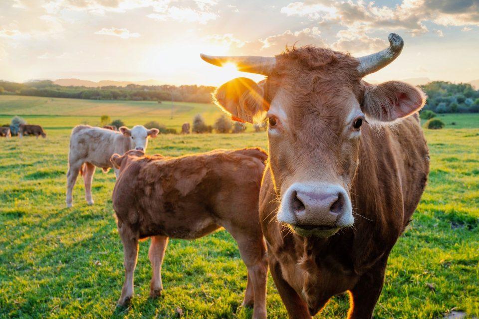 Extreme heat makes dairy cows produce less milk