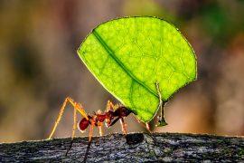 2025/03/Leafcutter-ants.jpg