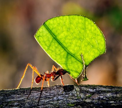 2025/03/Leafcutter-ants.jpg