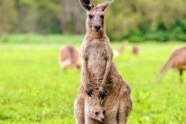 2025/03/Kangaroo-hop2.jpg