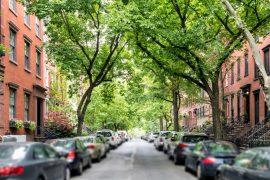 2025/03/Trees-health.jpg
