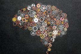 2025/03/Brain-human-.jpg