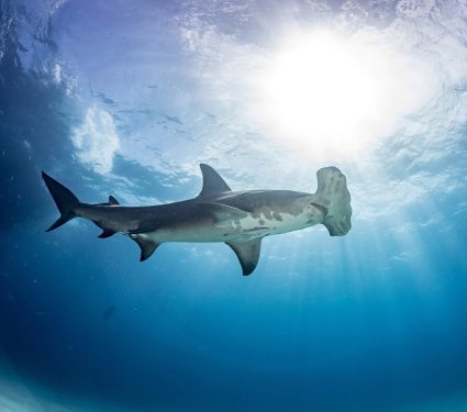 2025/03/Hammerhead-sharks.jpg