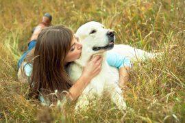 Young,Golden,Retriever,For,A,Walk,With,His,Owner.,Dog