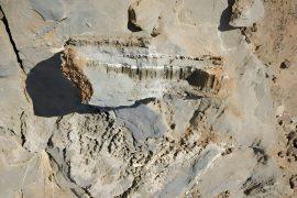 2025/03/Rock-microbes2.jpg