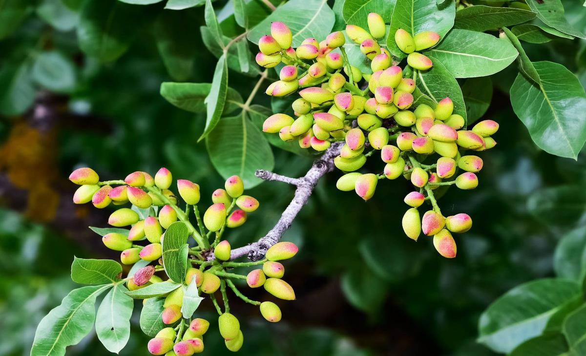 How pistachio DNA is shaping the future of farming