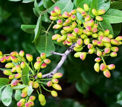 Photo,Of,Fresh,Pistachios,On,A,Tree