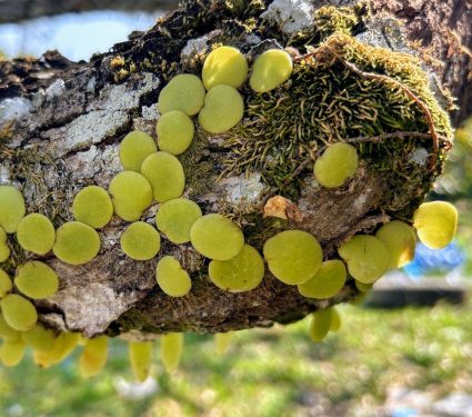 2025/03/Parasitic-weed.jpg