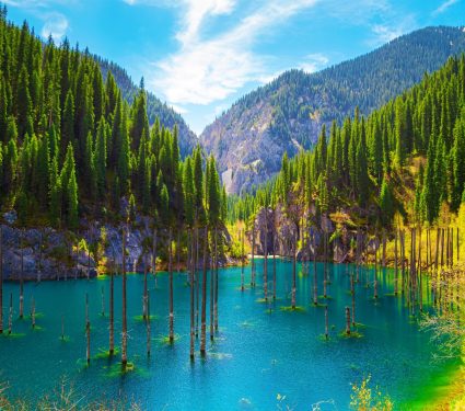 2025/03/CO2-nature.jpg