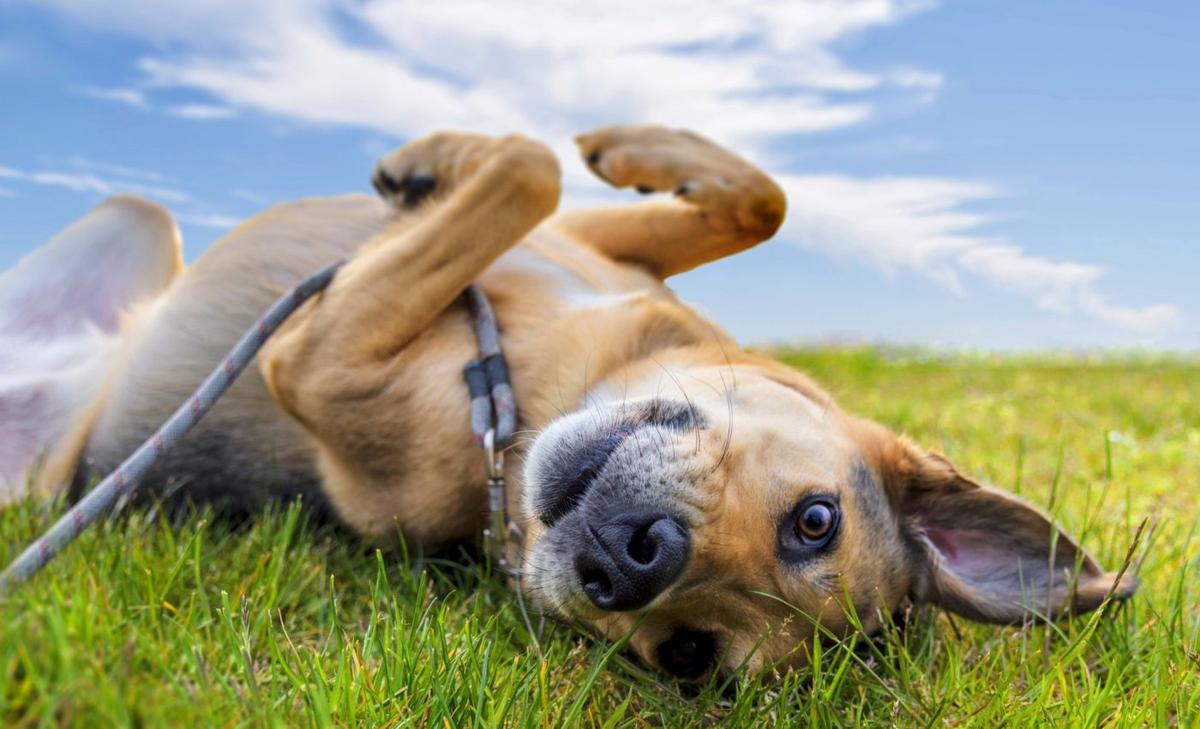 Want to know how your dog is feeling? Learn their body language