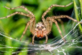 2025/03/Spiders-noise.jpg
