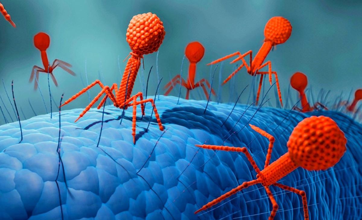 Bacteria pass down their memories to fight viruses