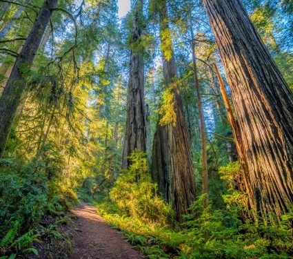 2025/03/Carbon-forests.jpg