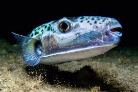 2025/03/Invasive-pufferfish.jpg