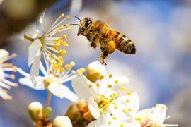2025/03/Pollinator-decline.jpg