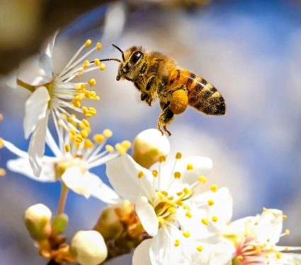 2025/03/Pollinator-decline.jpg