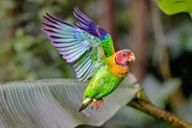 2025/03/Red-faced-parrot.jpg
