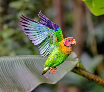 2025/03/Red-faced-parrot.jpg