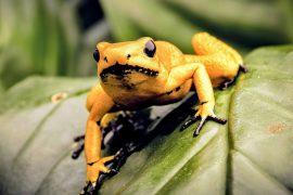 2025/03/Amphibians-habitat.jpg