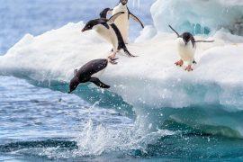 2025/03/Antarctic.jpg