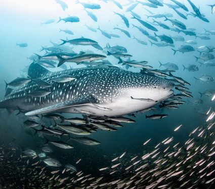 2025/03/Shark-hunt2.jpg