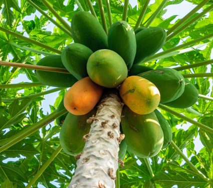 2025/03/Fruits-plants.jpg