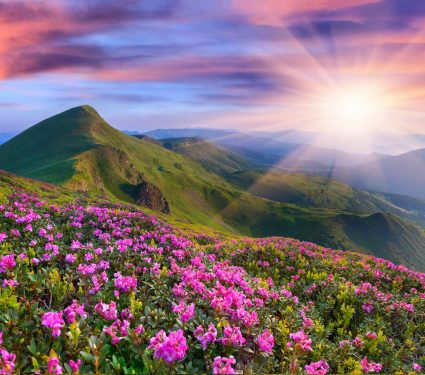 2025/03/Mountains-species.jpg