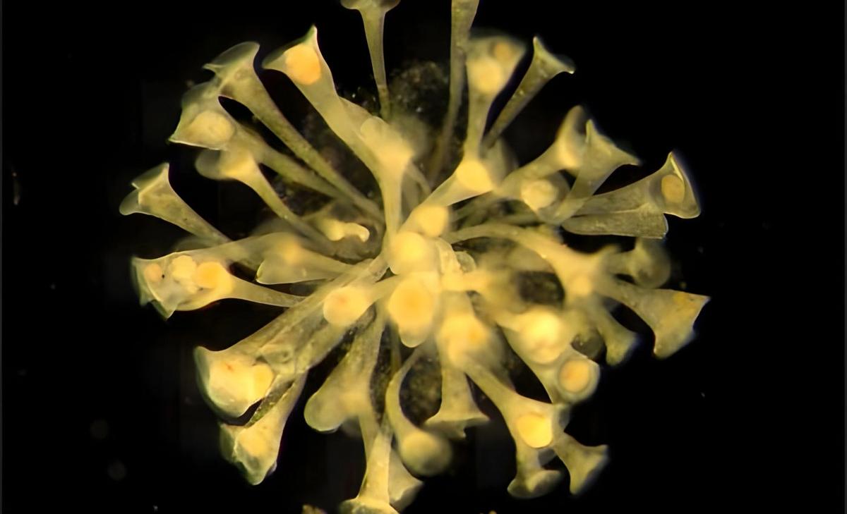 From single cells to complex life: Was cooperation the first step?