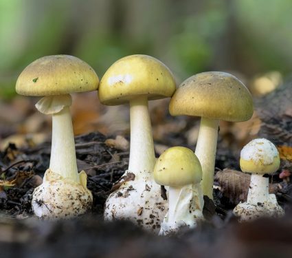 2025/04/Venom-fungi.jpg