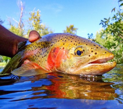 2025/04/Native-species.jpg