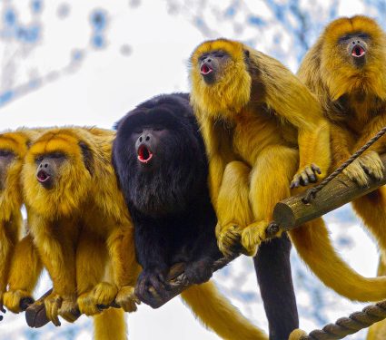 2025/04/howler-monkeys_worlds-best-yodelers_1m.jpg