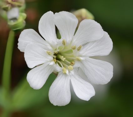 Young-plants-disease.jpg