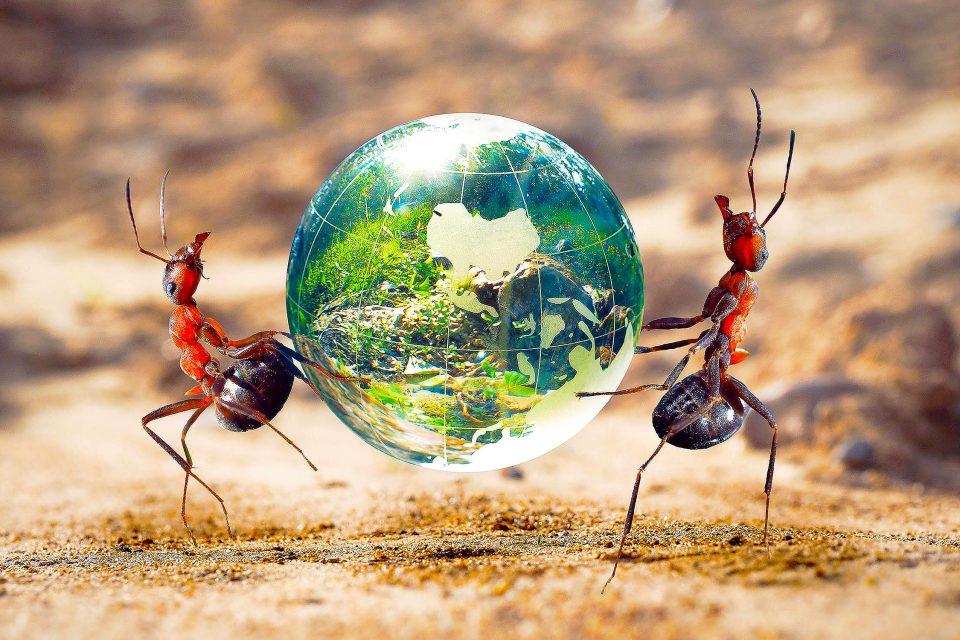 How many ants live on Earth? The number is staggering