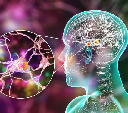 Amygdala,In,The,Brain,,And,Closeup,View,Of,Amygdala,Neurons,