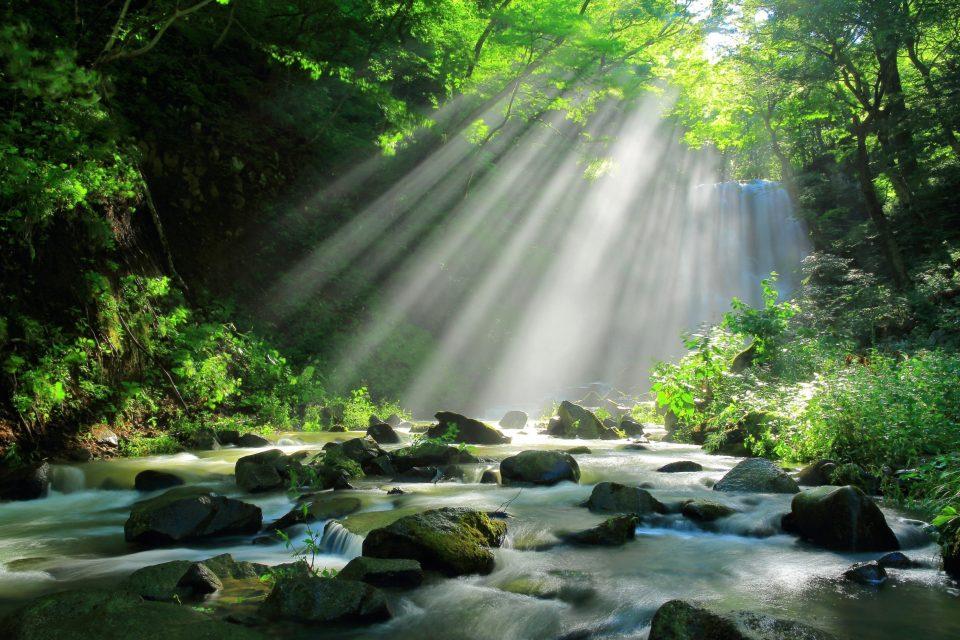 Dead trees in forest streams hold more carbon than expected