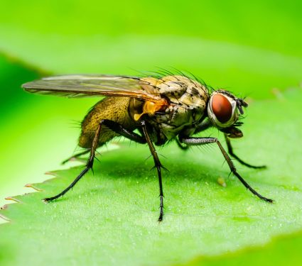 2025/04/Fruit-flies-alcohol.jpg