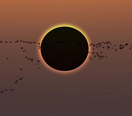 2025/04/bird-eclipse-behavior.jpg