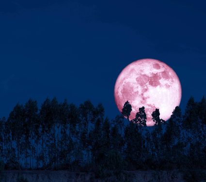 Harvest,Pink,Moon,On,Night,Sky,Back,Over,Silhouette,Pines
