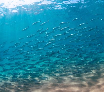 A,School,Of,Salmon,Swimming,In,The,Clear,Water,,Australia