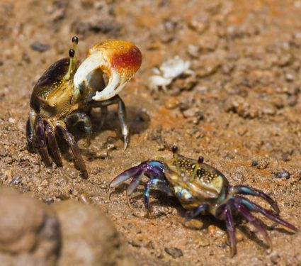 2025/04/fiddler-crab-mates.jpg