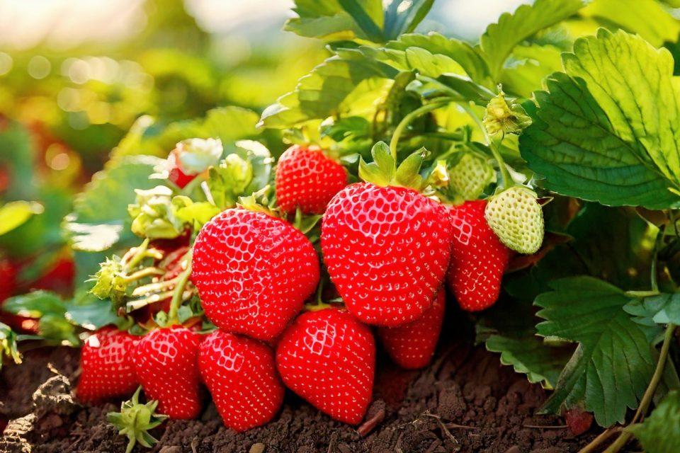 Plant compound shows potential for treating ALS and dementia