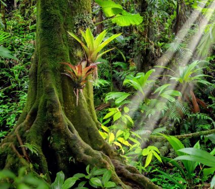 2025/04/Tree-chemical-compounds.jpg