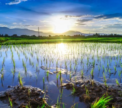 2025/04/Climate-rice.jpg