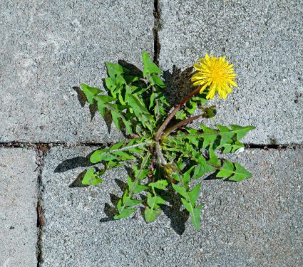 2025/04/Urban-wildflowers-bees.jpg