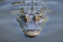 2025/04/crocs-survive-extinction.jpg